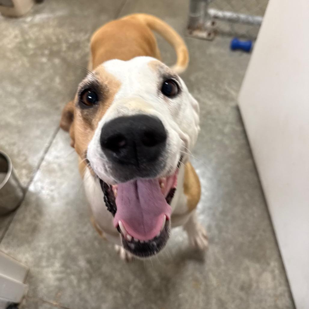 Honeydew, a Adoptable mixed breed in Muncie, IN image 5/5