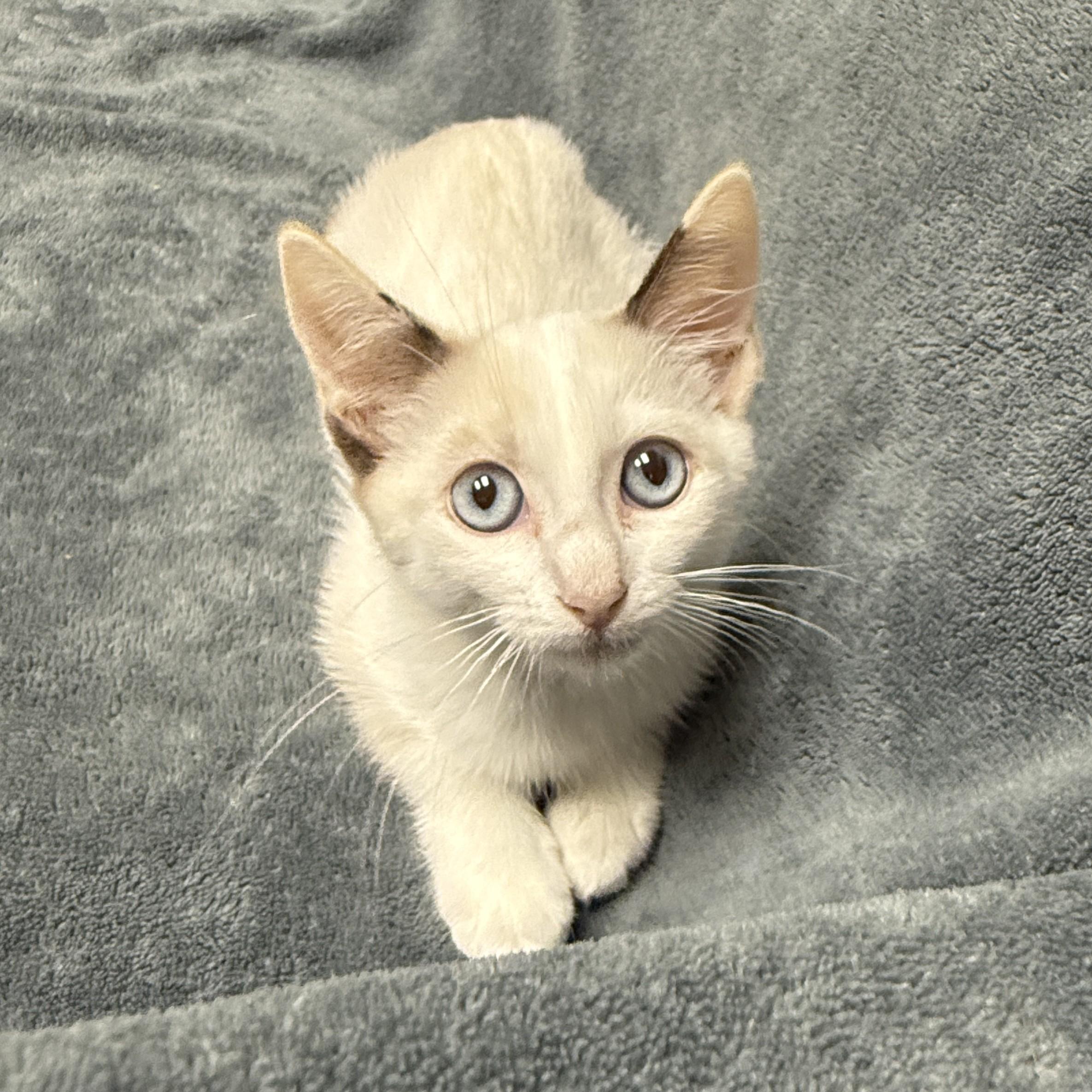 Enlarge Melville, a Adoptable mixed breed in Brenham, TX image 2/6