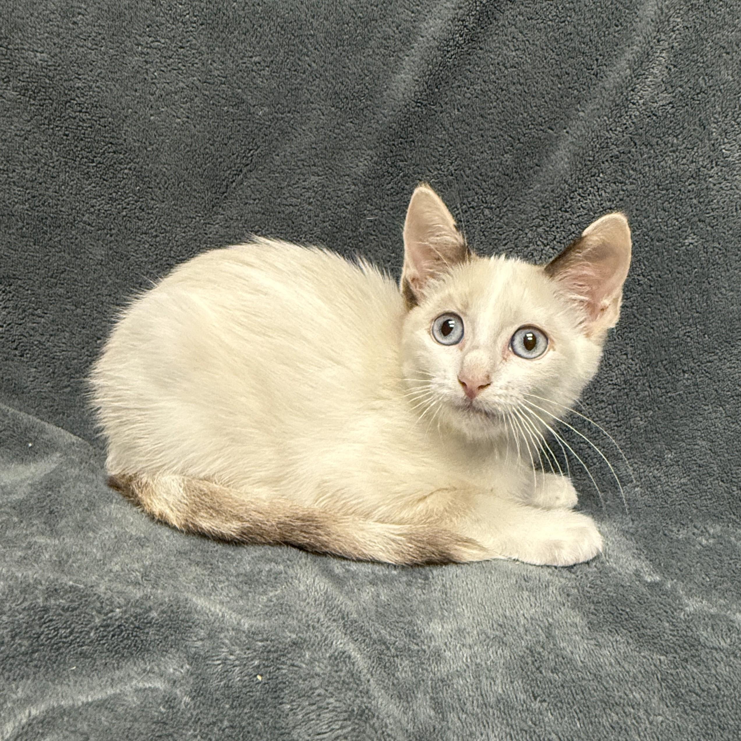Enlarge Melville, a Adoptable mixed breed in Brenham, TX image 6/6