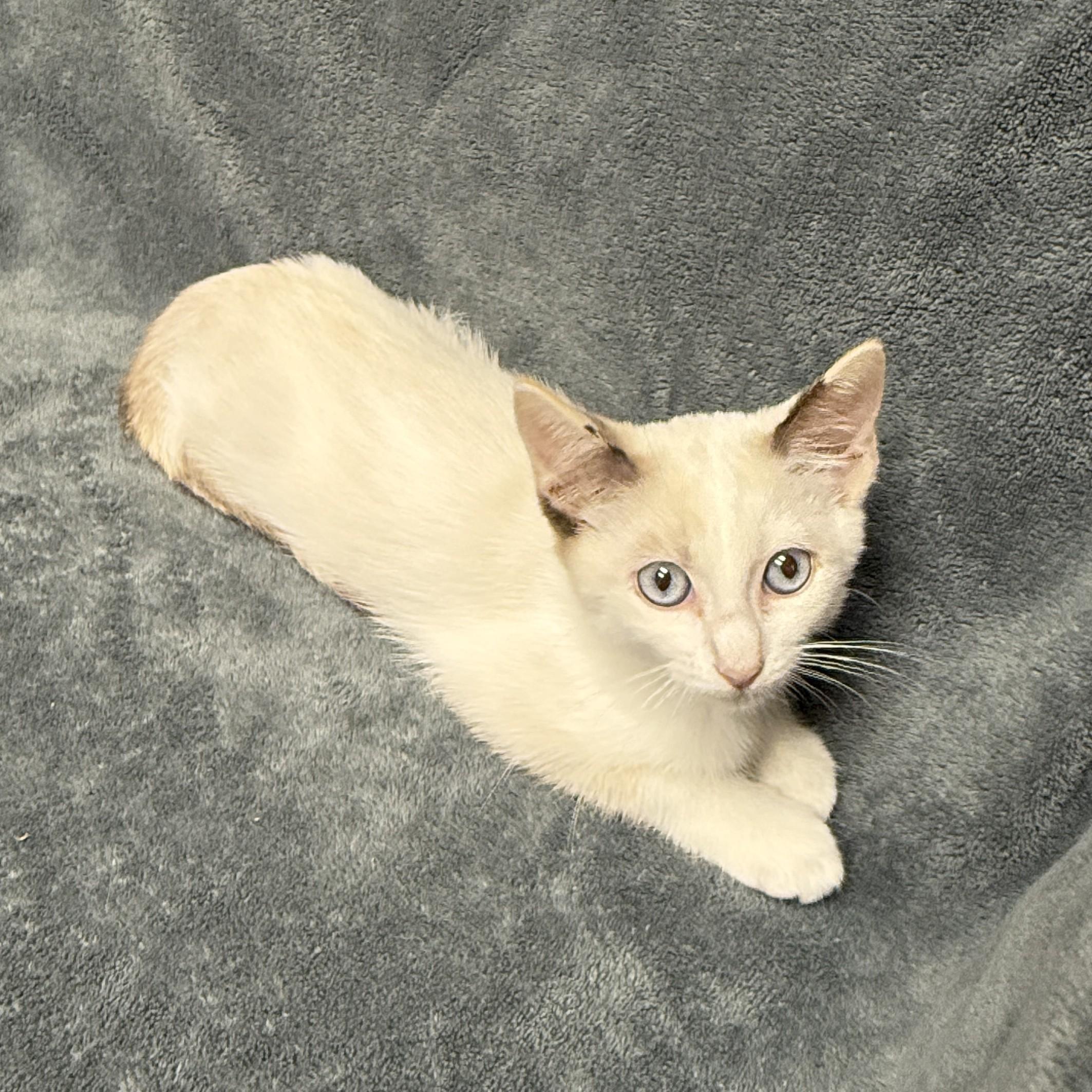 Enlarge Melville, a Adoptable mixed breed in Brenham, TX image 5/6