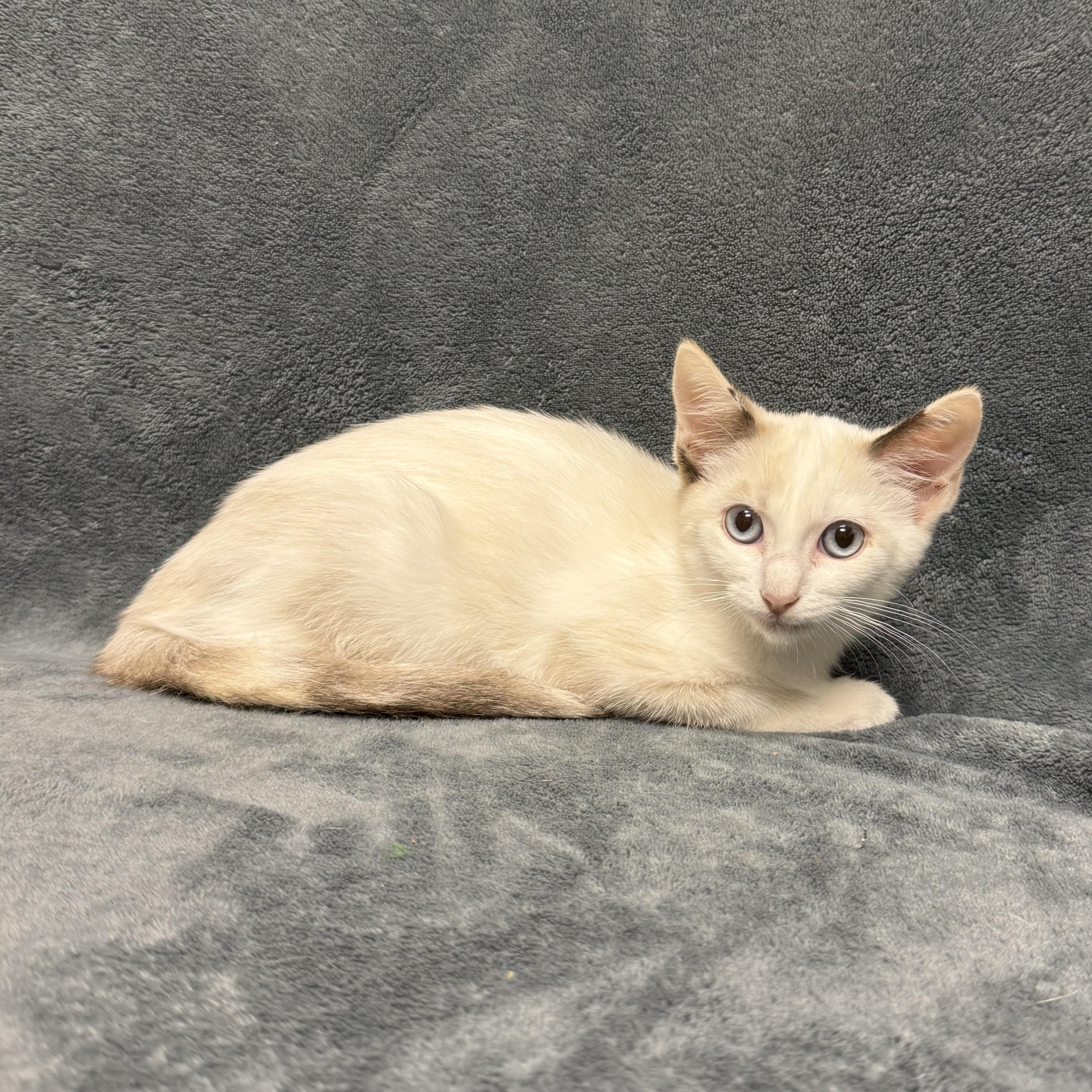 Enlarge Melville, a Adoptable mixed breed in Brenham, TX image 4/6