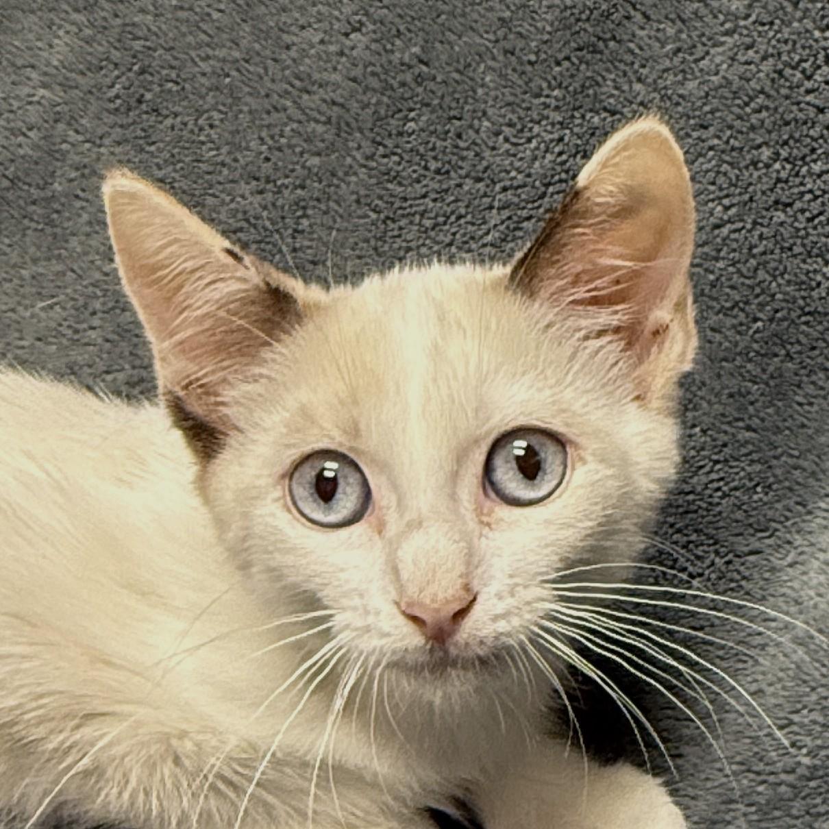 Melville, Adoptable, Kitten Female Domestic Short Hair.
