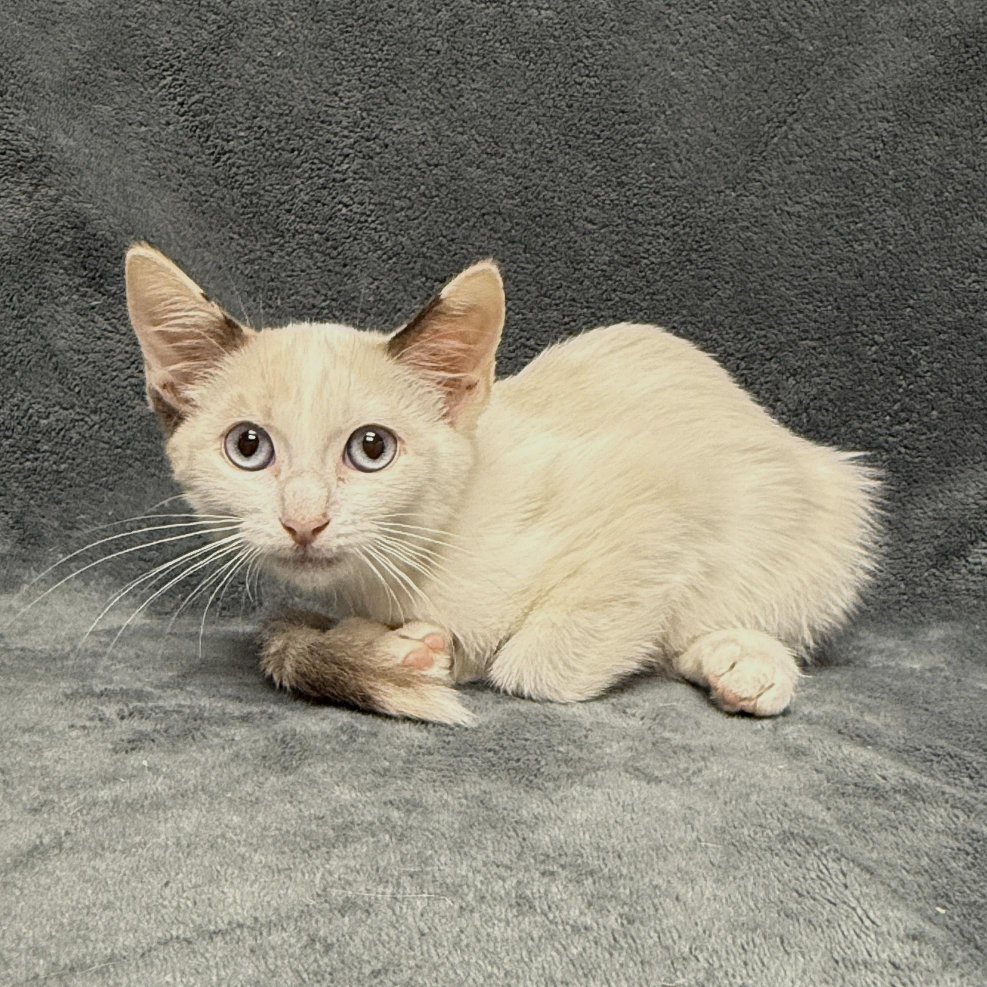 Enlarge Melville, a Adoptable mixed breed in Brenham, TX image 3/6