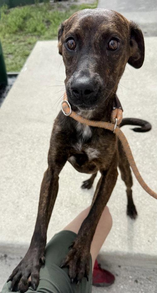 Barley, a Adopted mixed breed in Sanford, FL image 1/3
