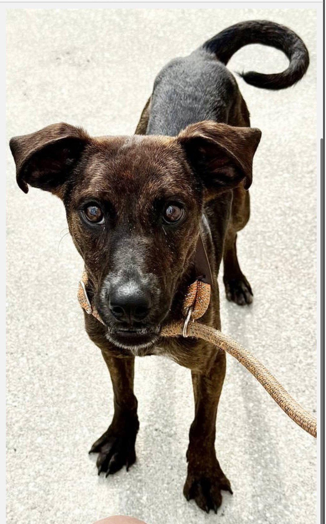 Barley, a Adopted mixed breed in Sanford, FL image 2/3
