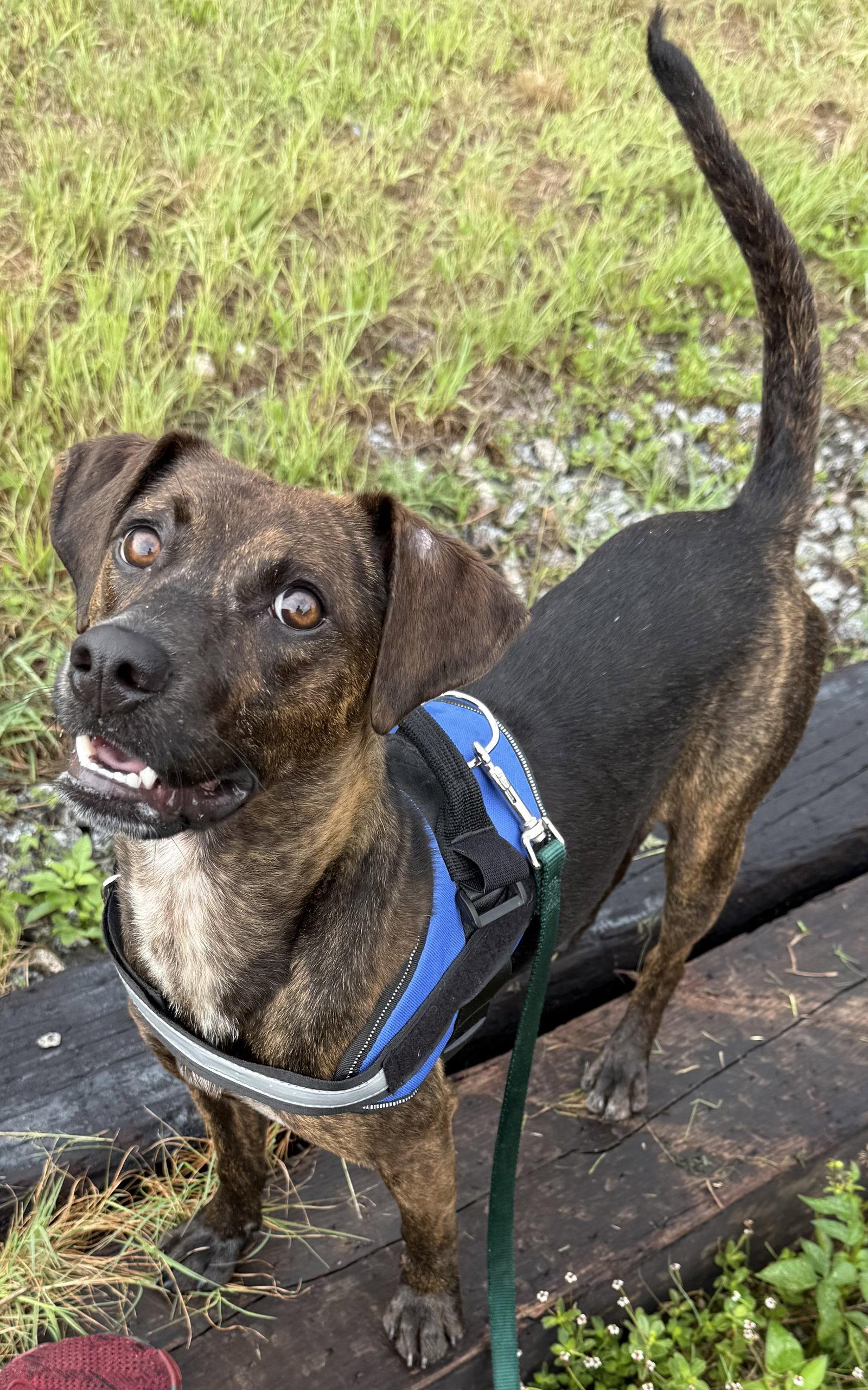 Barley, a Adopted mixed breed in Sanford, FL image 3/3