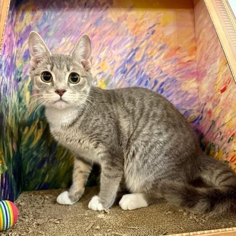 Harry, adopted, Young Male Domestic Short Hair.