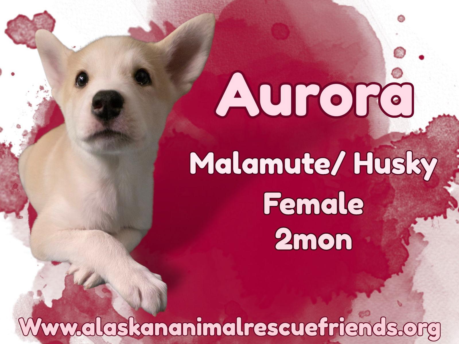 Aurora, Adoptable, Puppy Female Alaskan Malamute & Husky.