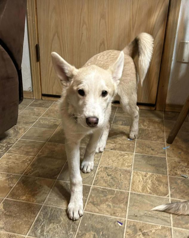 Enlarge Aurora, a Adoptable mixed breed in Anchorage, AK image 2/2