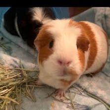 Enlarge JJ Alahni, a Adoptable Guinea Pig in South Elgin, IL image 1/6