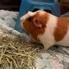 Enlarge JJ Alahni, a Adoptable Guinea Pig in South Elgin, IL image 2/6