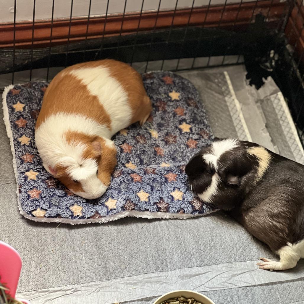 Enlarge JJ Alahni, a Adoptable Guinea Pig in South Elgin, IL image 3/6