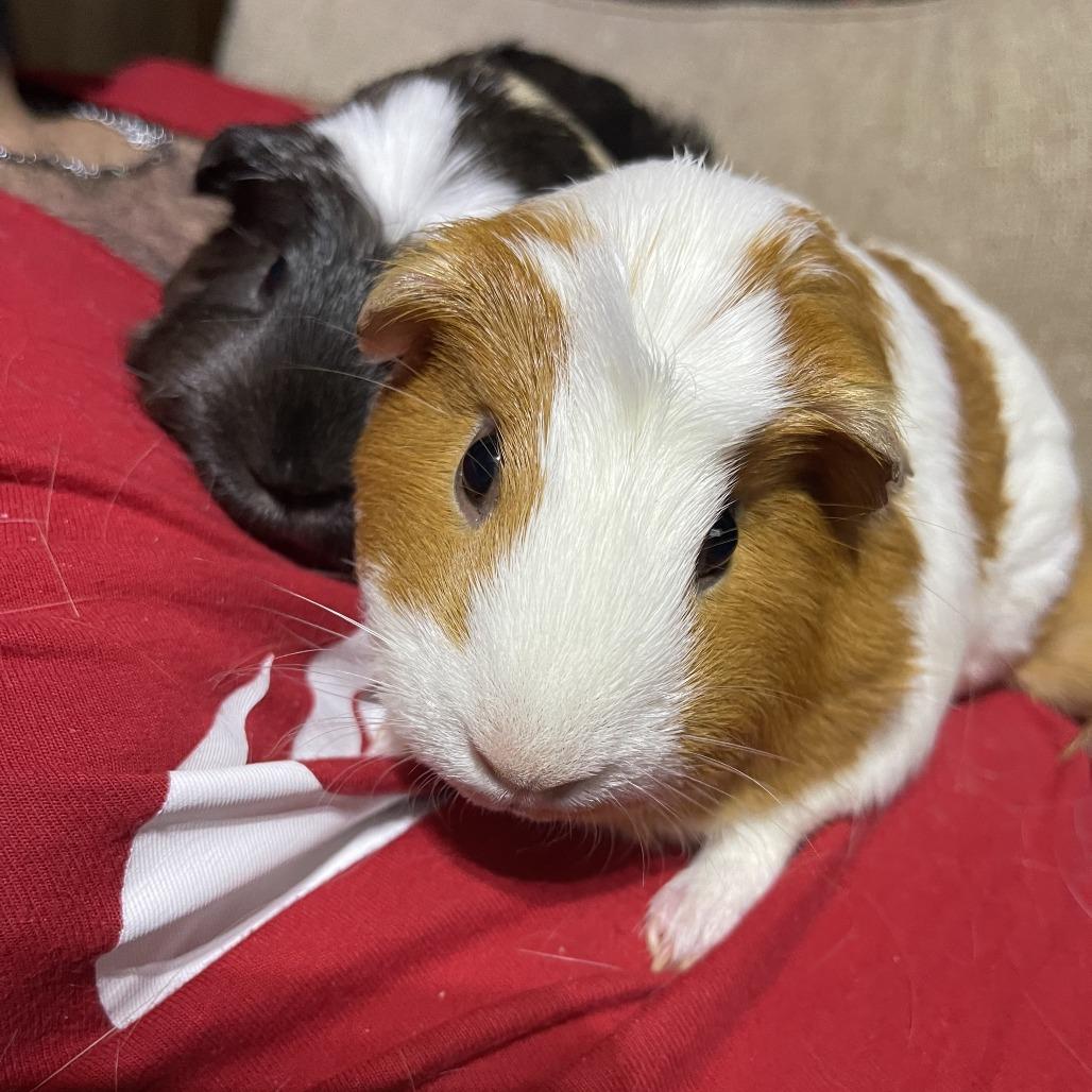 Enlarge JJ Alahni, a Adoptable Guinea Pig in South Elgin, IL image 4/6