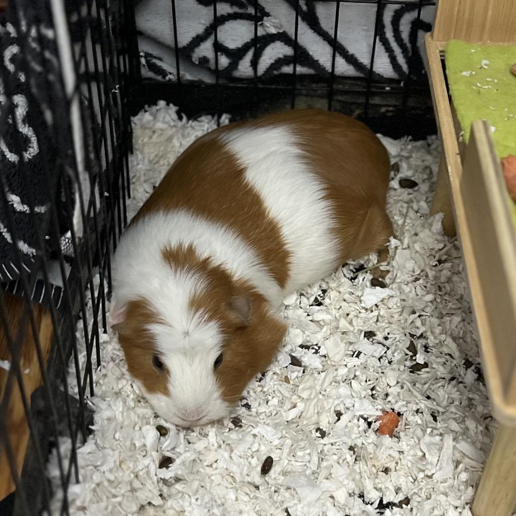 Enlarge JJ Alahni, a Adoptable Guinea Pig in South Elgin, IL image 5/6