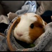 Enlarge JJ Alahni, a Adoptable Guinea Pig in South Elgin, IL image 6/6