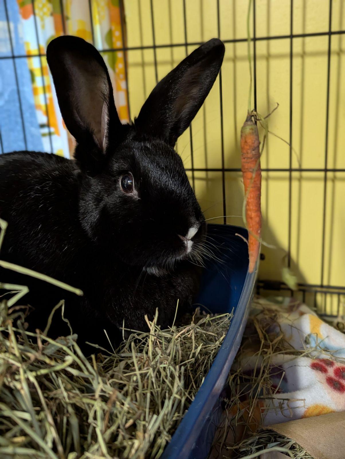 Enlarge Houdini, an adopted mixed breed in Ferndale, WA image 1/3