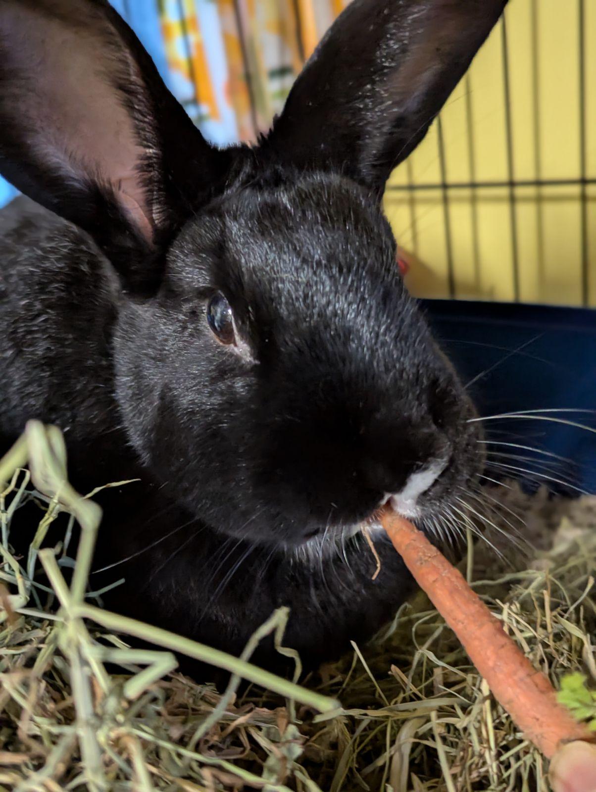 Enlarge Houdini, an adopted mixed breed in Ferndale, WA image 3/3