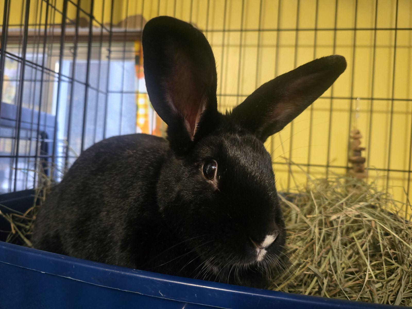 Enlarge Houdini, a ADOPTABLE mixed breed in Ferndale, WA image 1/1