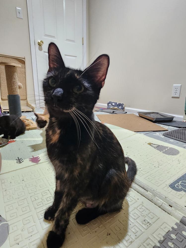 Enlarge Lady Liberty, a Adoptable Domestic Short Hair in Wheaton, IL image 3/4