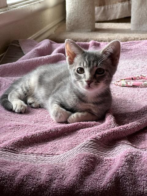 Lavender, Adoptable, Young Female Domestic Short Hair.