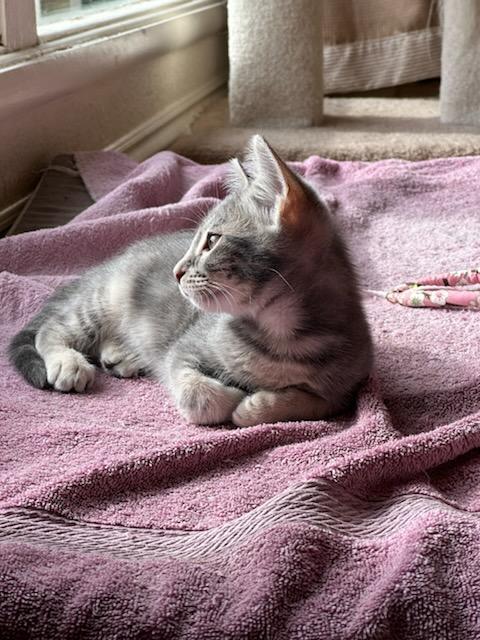 Lavender