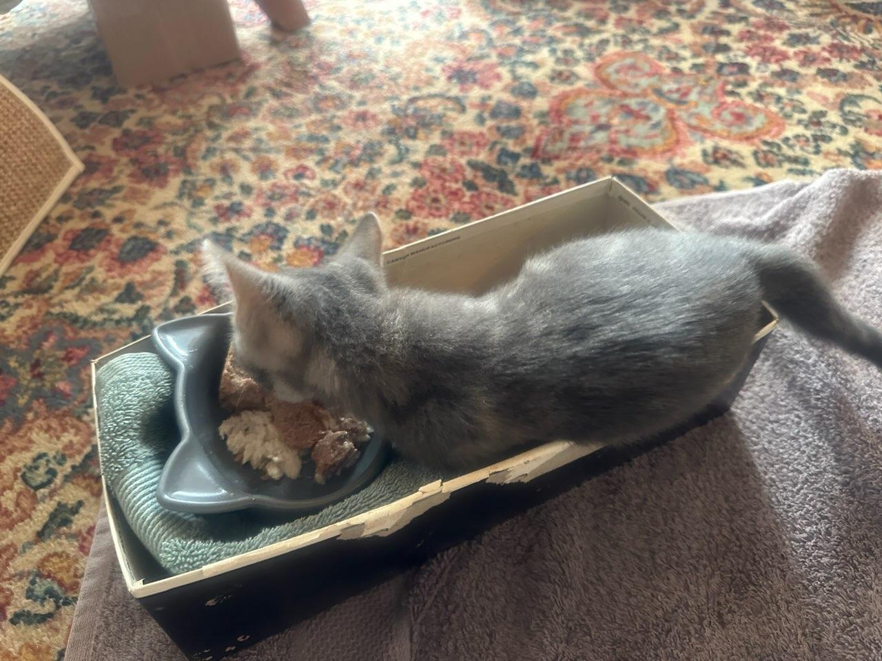 Lavender, a Adoptable mixed breed in Eureka, CA image 6/6