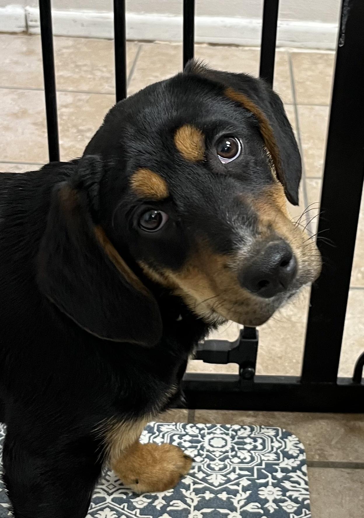 Gail, a ADOPTABLE mixed breed in Farmington, MO image 3/4