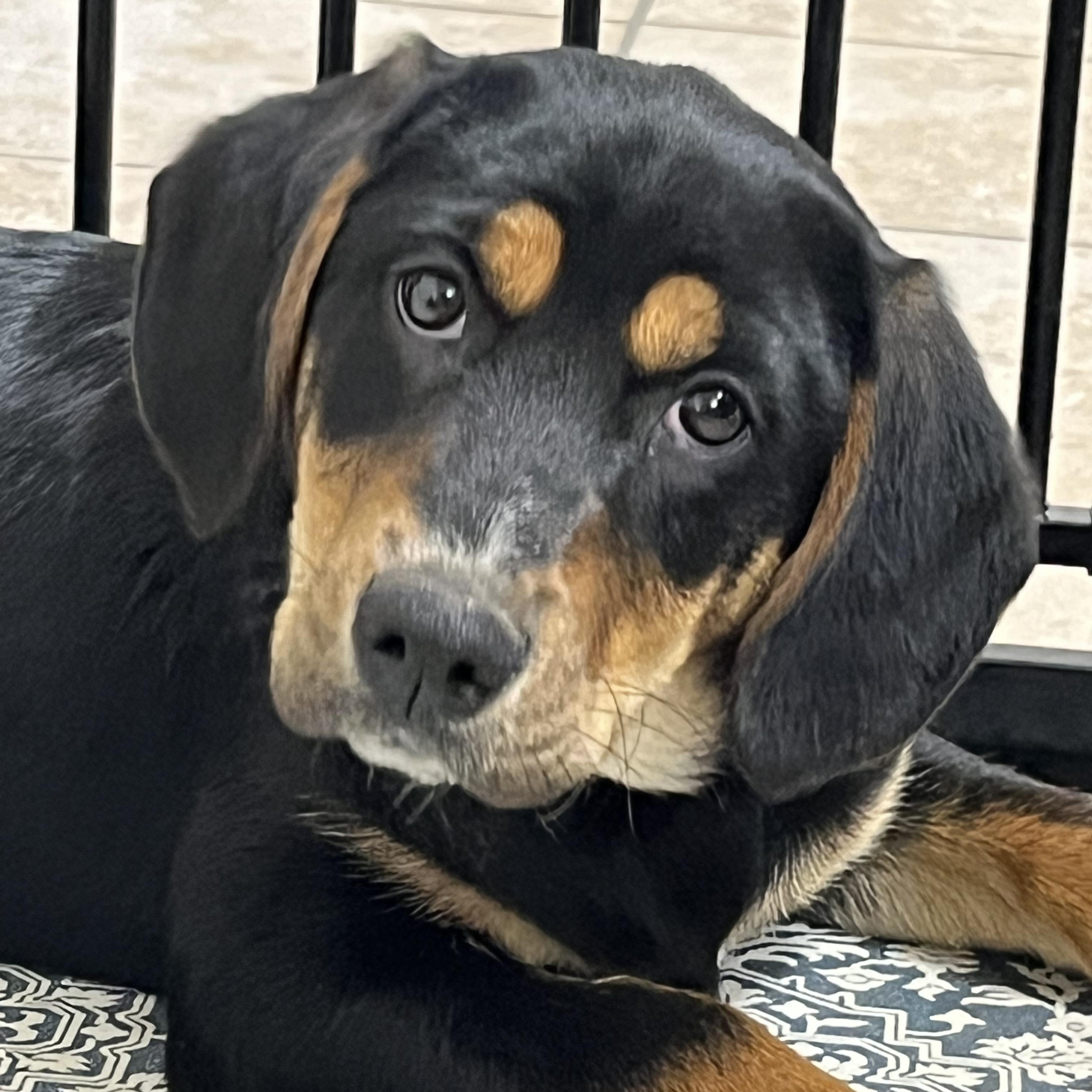 Gail, a ADOPTABLE mixed breed in Farmington, MO image 4/4