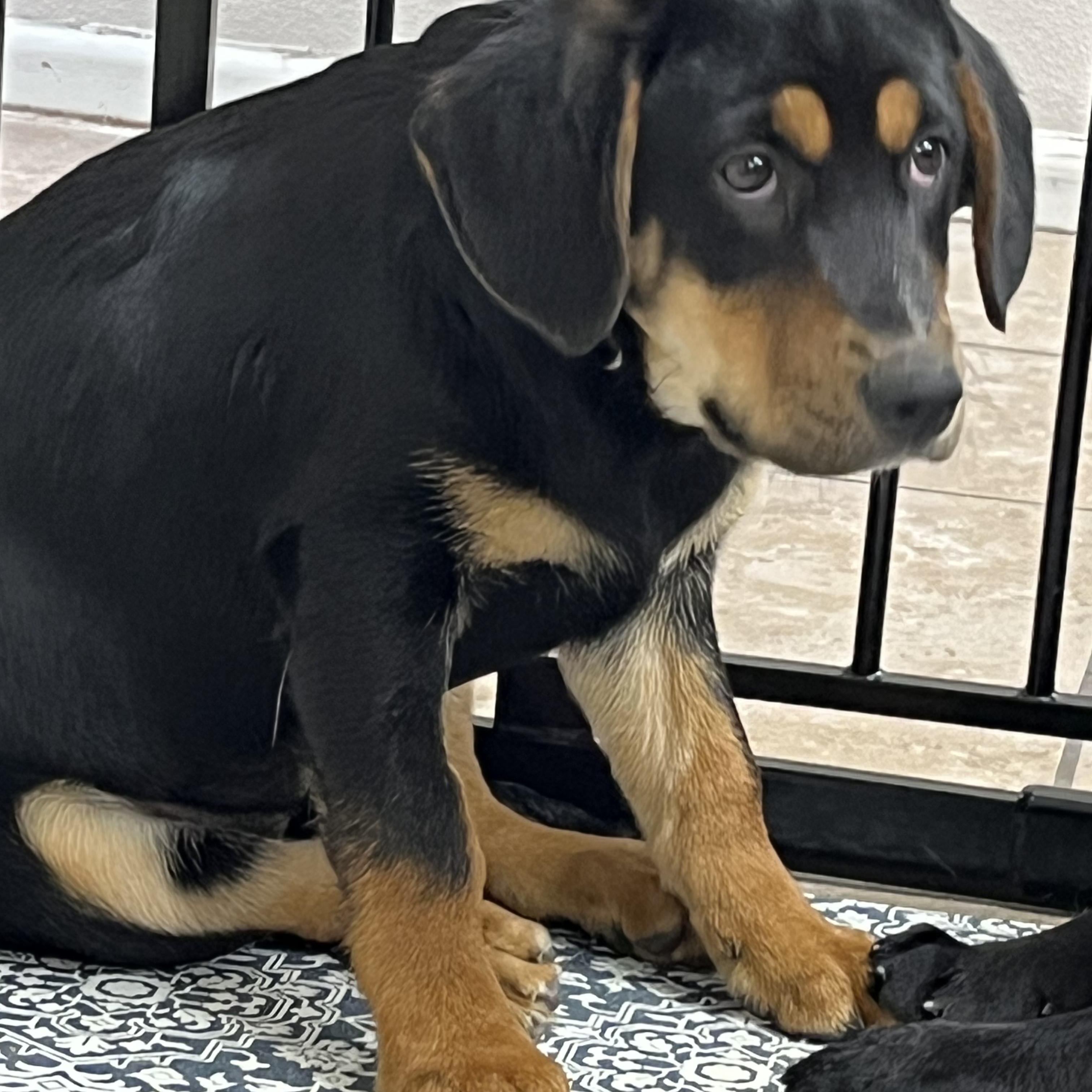 Gail, a ADOPTABLE mixed breed in Farmington, MO image 2/4