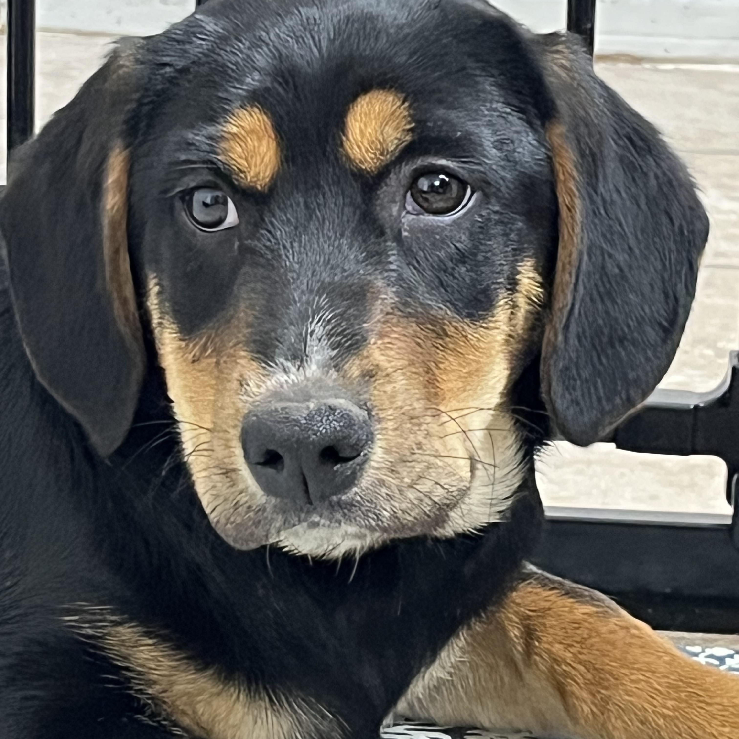 Gail, ADOPTABLE, Young Female Labrador Retriever.