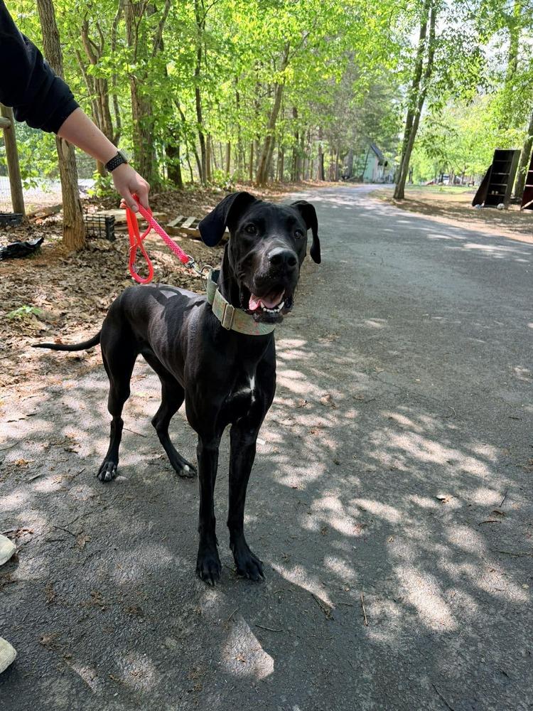Onyx, Adoptable, Young Female Great Dane.