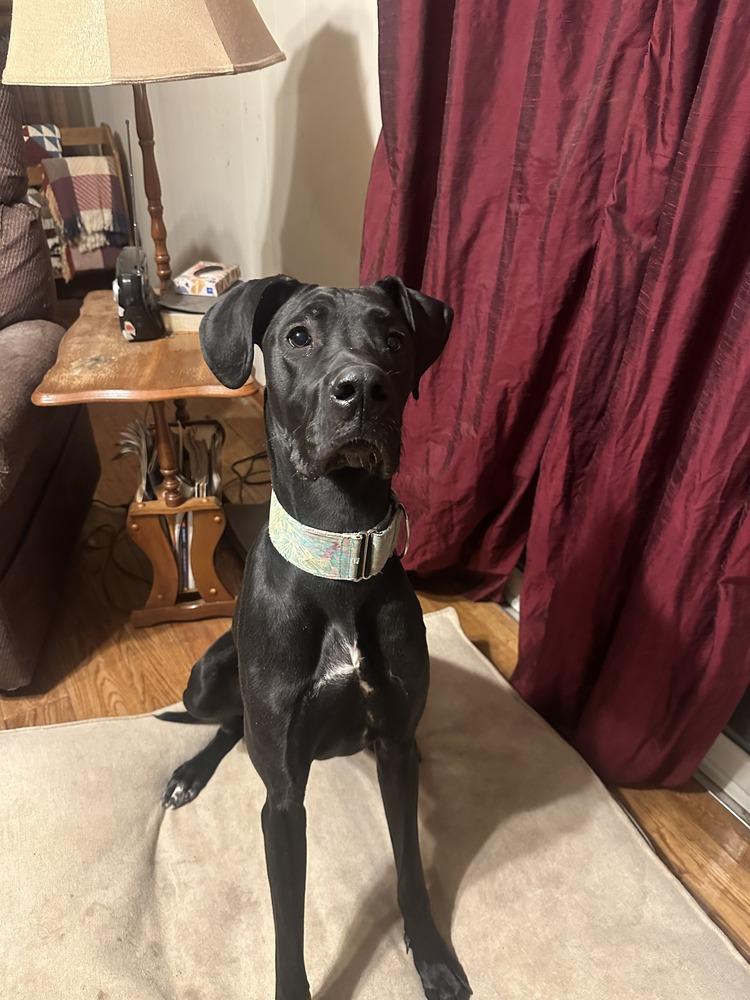 Onyx, a Adoptable mixed breed in Troy, VA image 2/6
