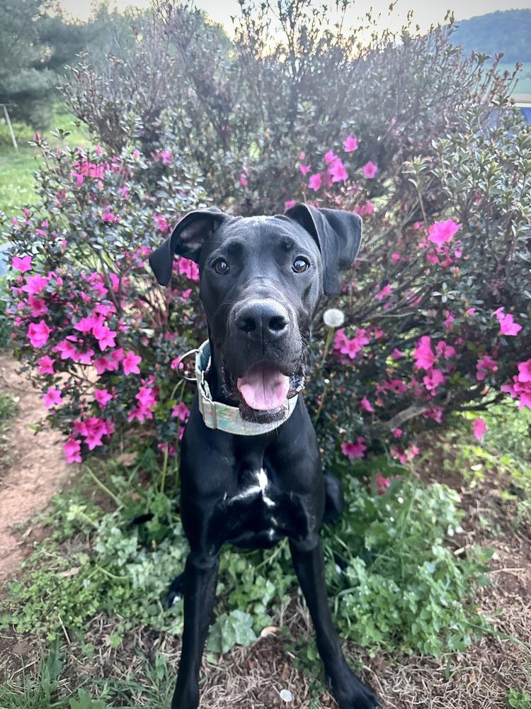 Onyx, a Adoptable mixed breed in Troy, VA image 3/6