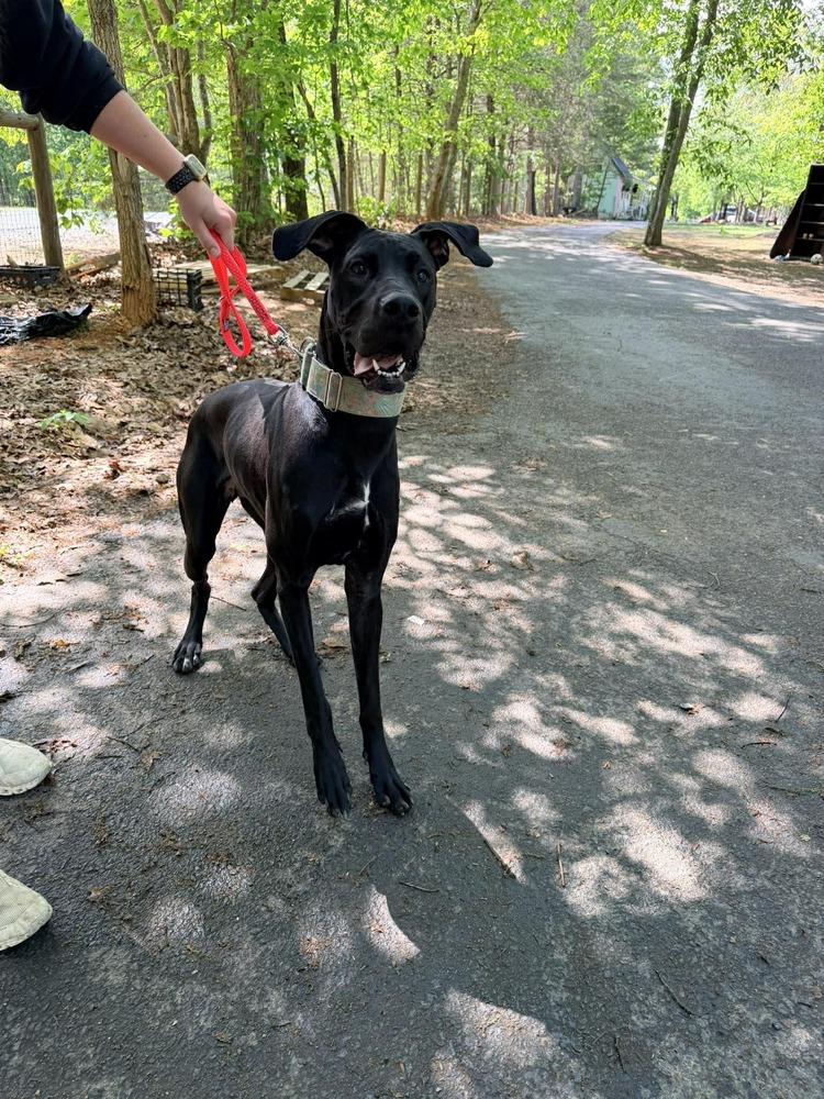 Onyx, a Adoptable mixed breed in Troy, VA image 4/6