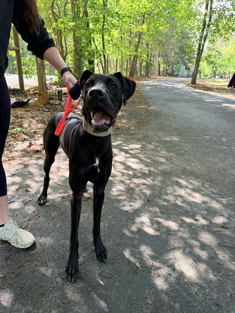 Onyx, a Adoptable mixed breed in Troy, VA image 5/6