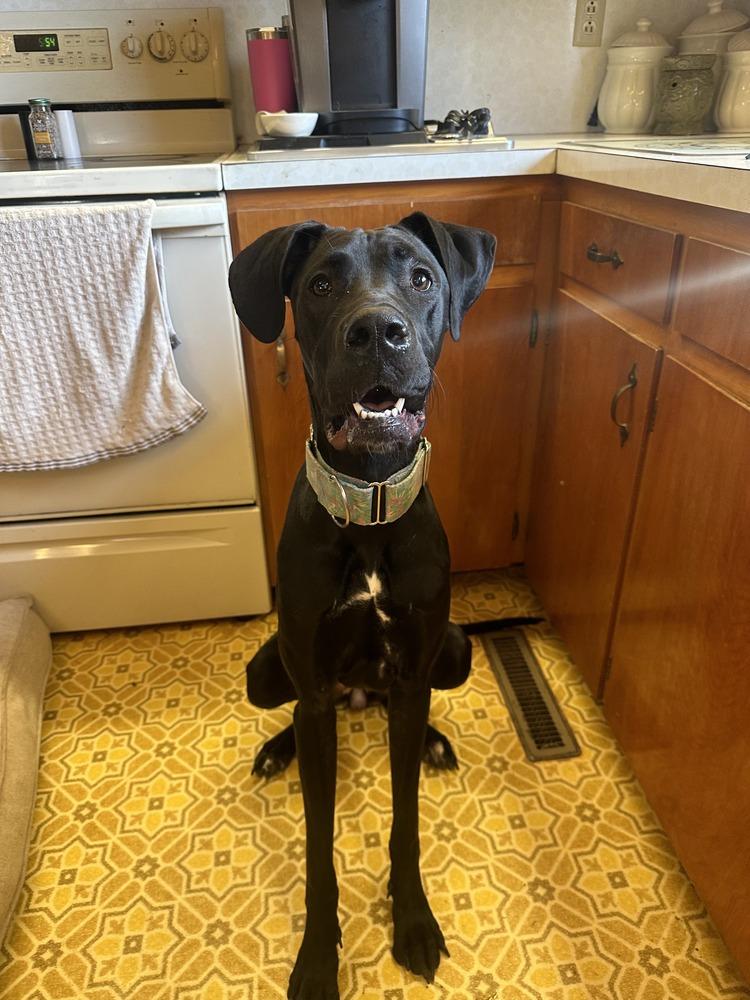 Onyx, a Adoptable mixed breed in Troy, VA image 6/6