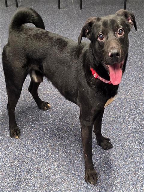 SAWYER, Adoptable, Adult Male Husky & Labrador Retriever.