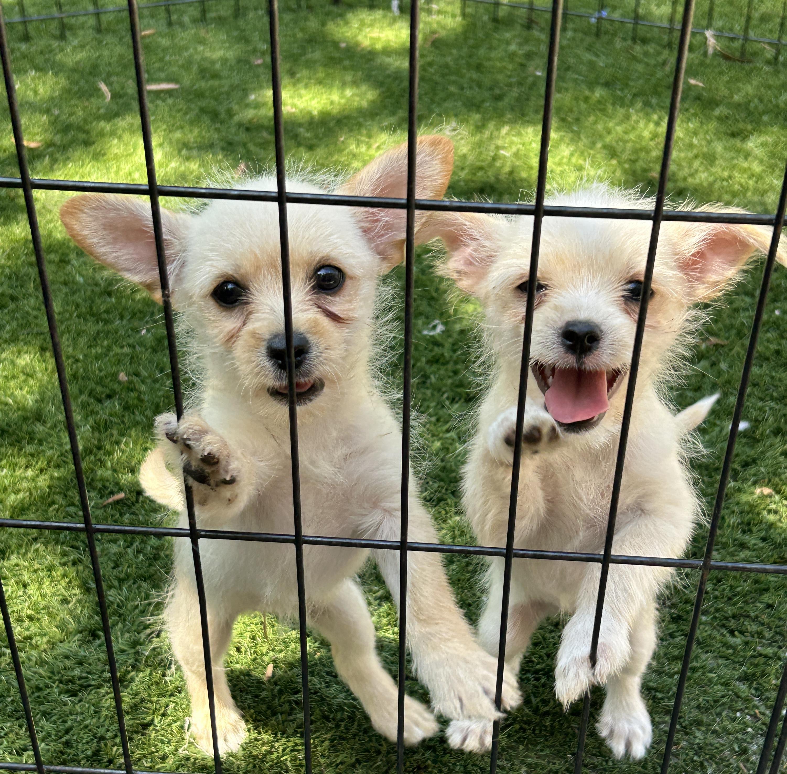 Enlarge Thelma and Louise, a Adoptable mixed breed in Sarasota, FL image 4/6
