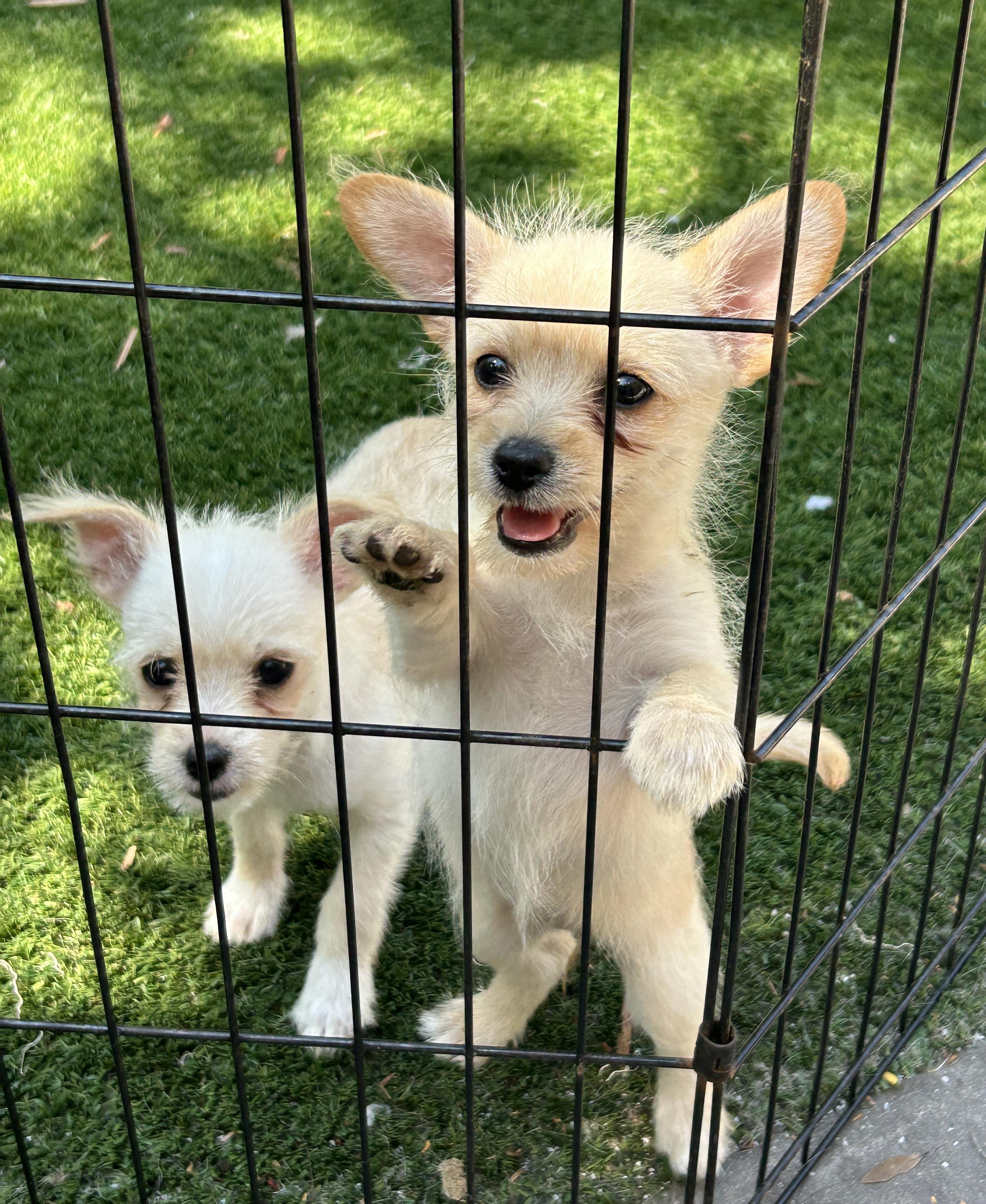 Enlarge Thelma and Louise, a Adoptable mixed breed in Sarasota, FL image 3/6