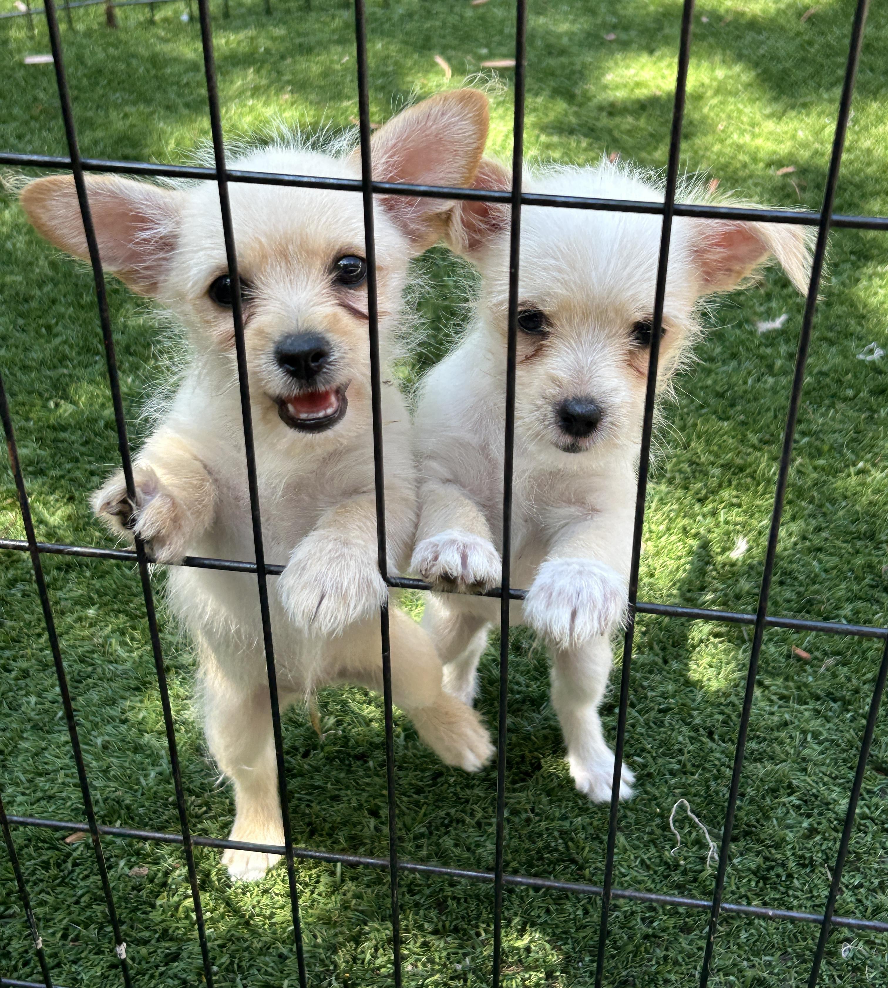 Enlarge Thelma and Louise, a Adoptable mixed breed in Sarasota, FL image 6/6