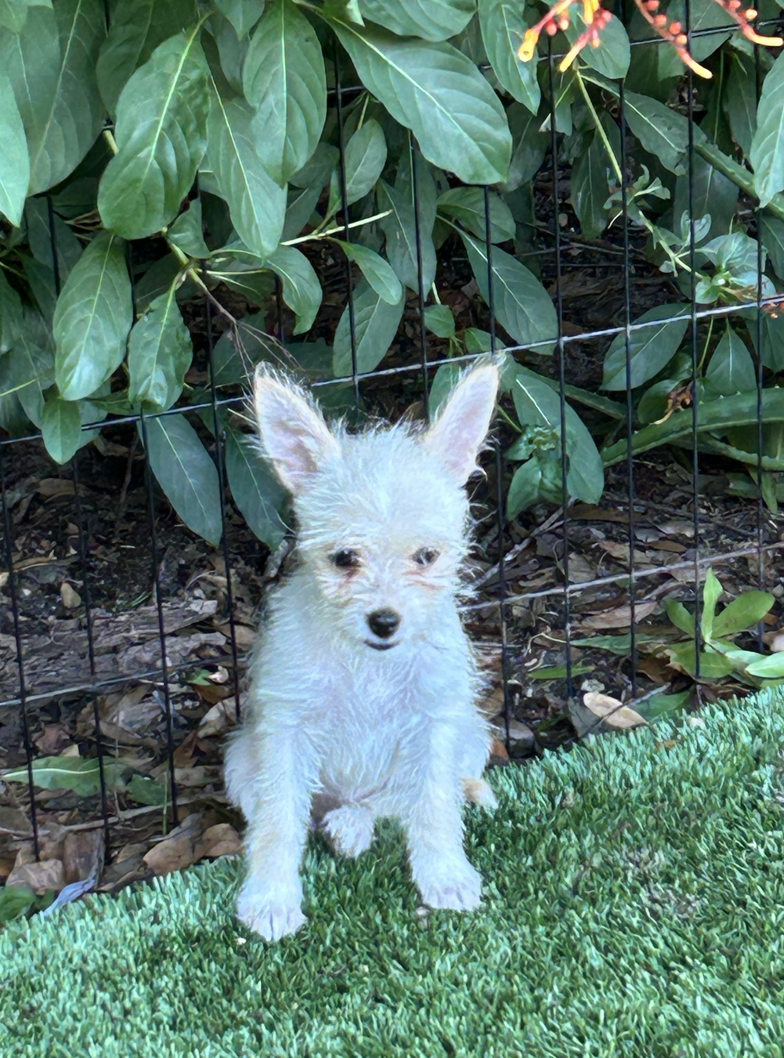 Enlarge Thelma, a Adoptable mixed breed in Sarasota, FL image 6/6