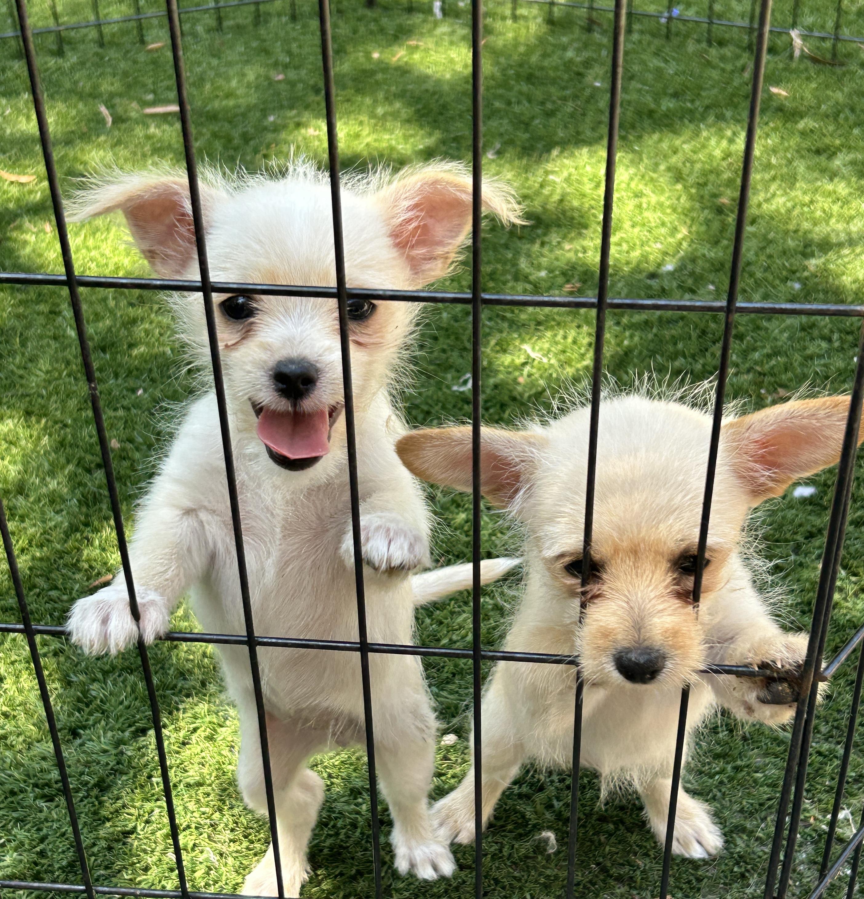 Enlarge Thelma and Louise, a Adoptable mixed breed in Sarasota, FL image 2/6