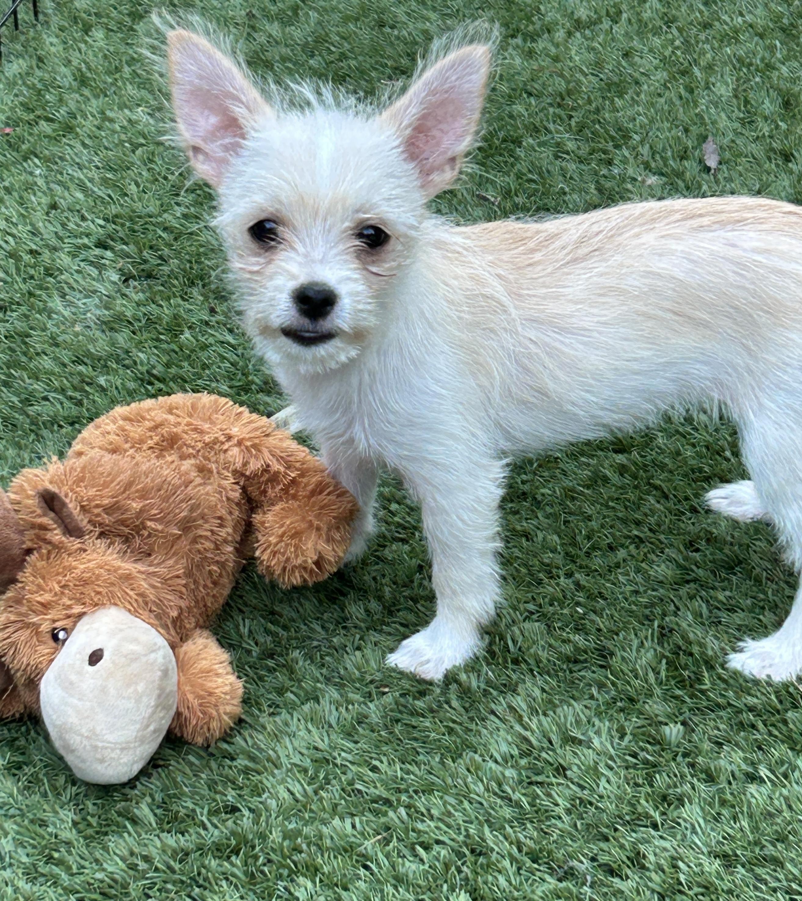 Enlarge Thelma, a Adoptable mixed breed in Sarasota, FL image 5/6