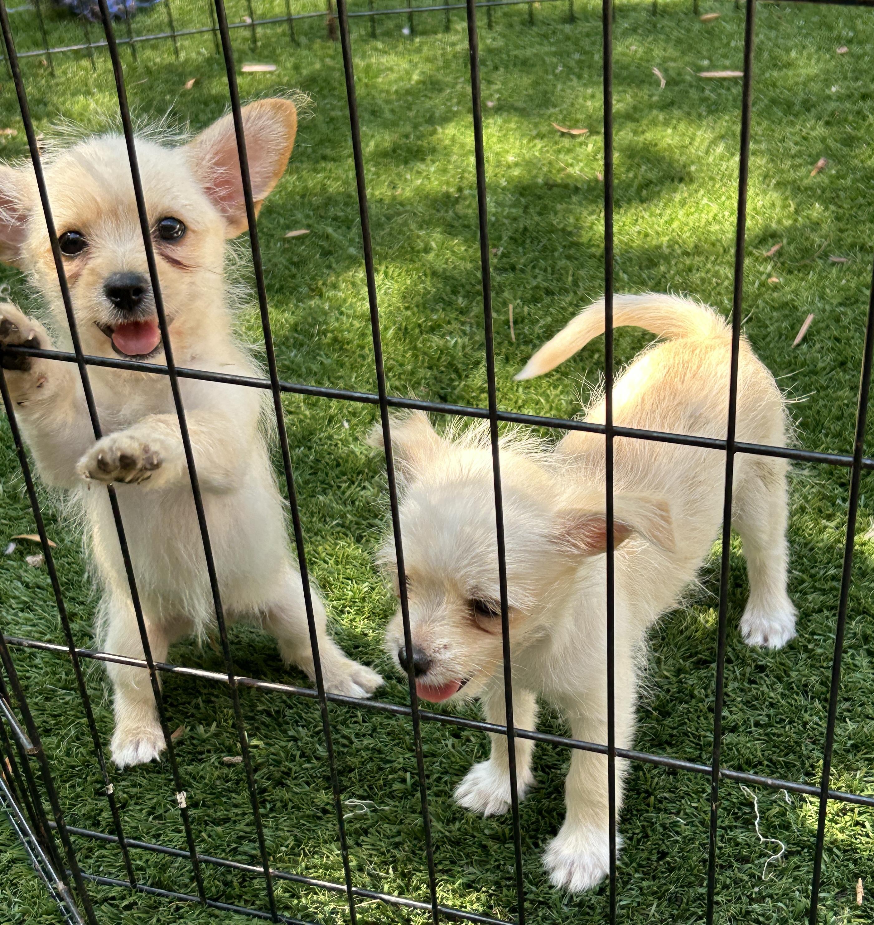 Thelma and Louise, Adoptable, Puppy Female Cairn Terrier.