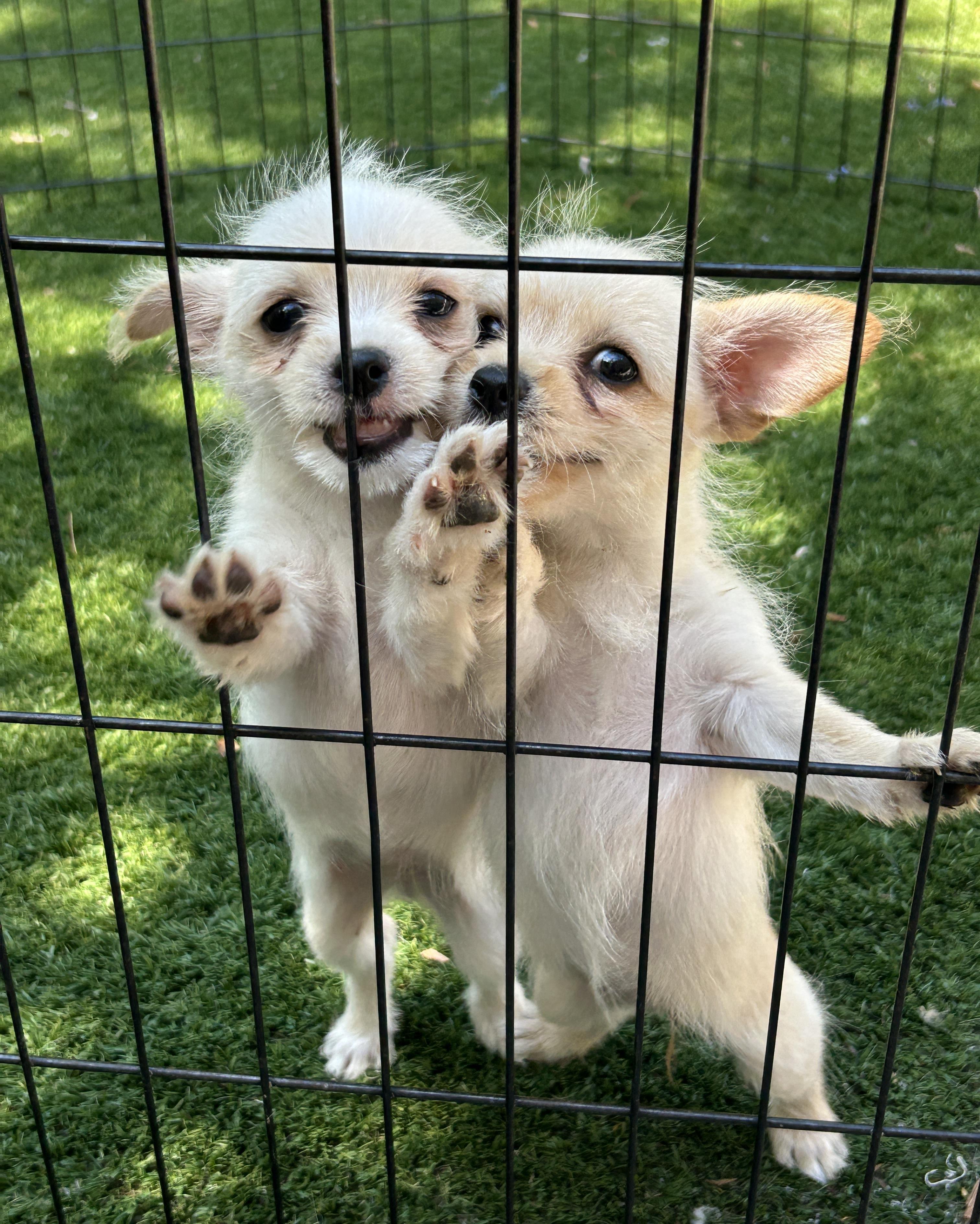 Enlarge Thelma and Louise, a Adoptable mixed breed in Sarasota, FL image 5/6