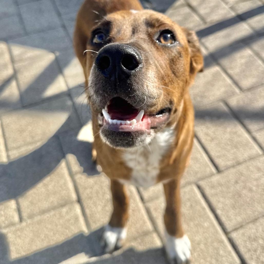 Kimber, a Adoptable mixed breed in League City, TX image 2/6