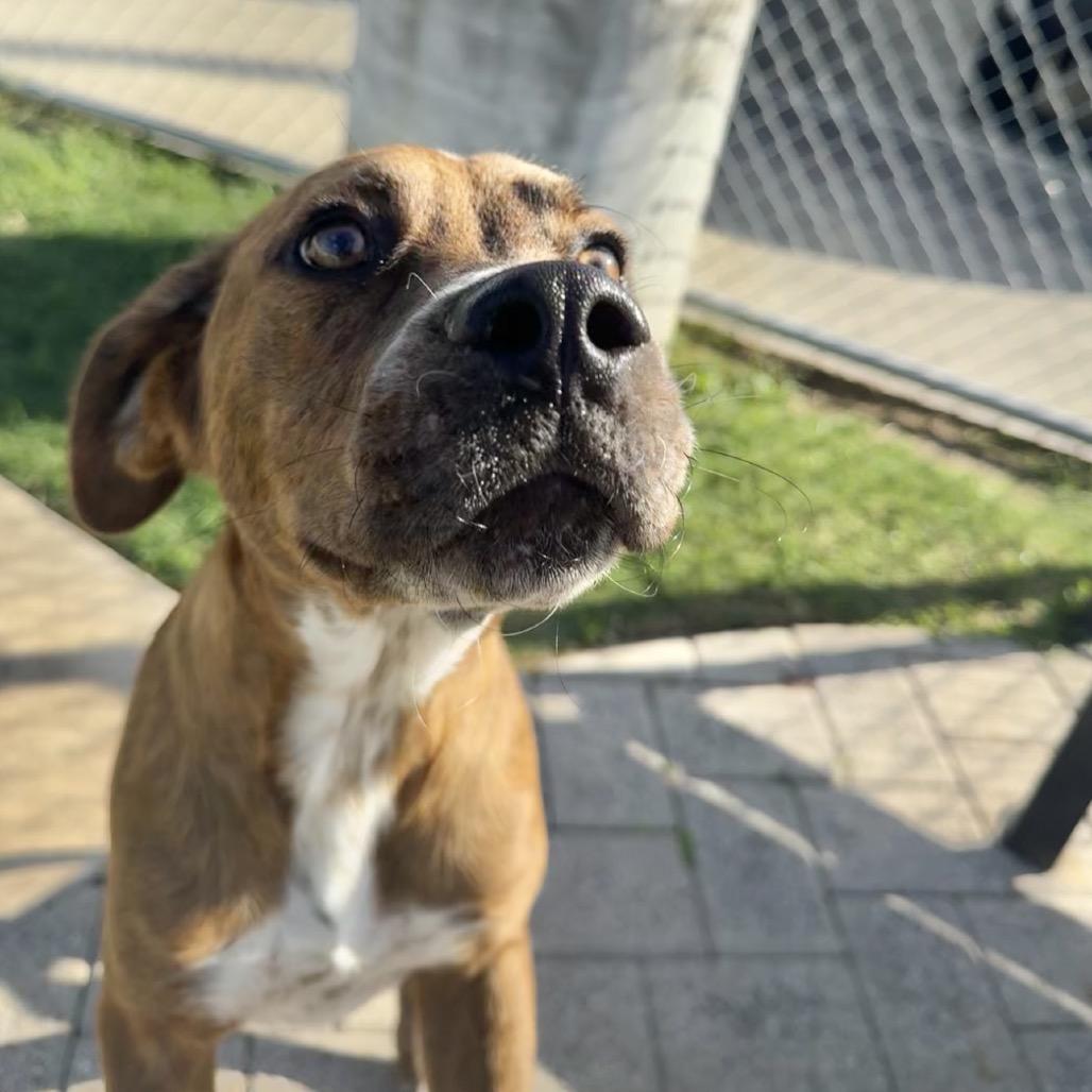 Kimber, a Adoptable mixed breed in League City, TX image 3/6