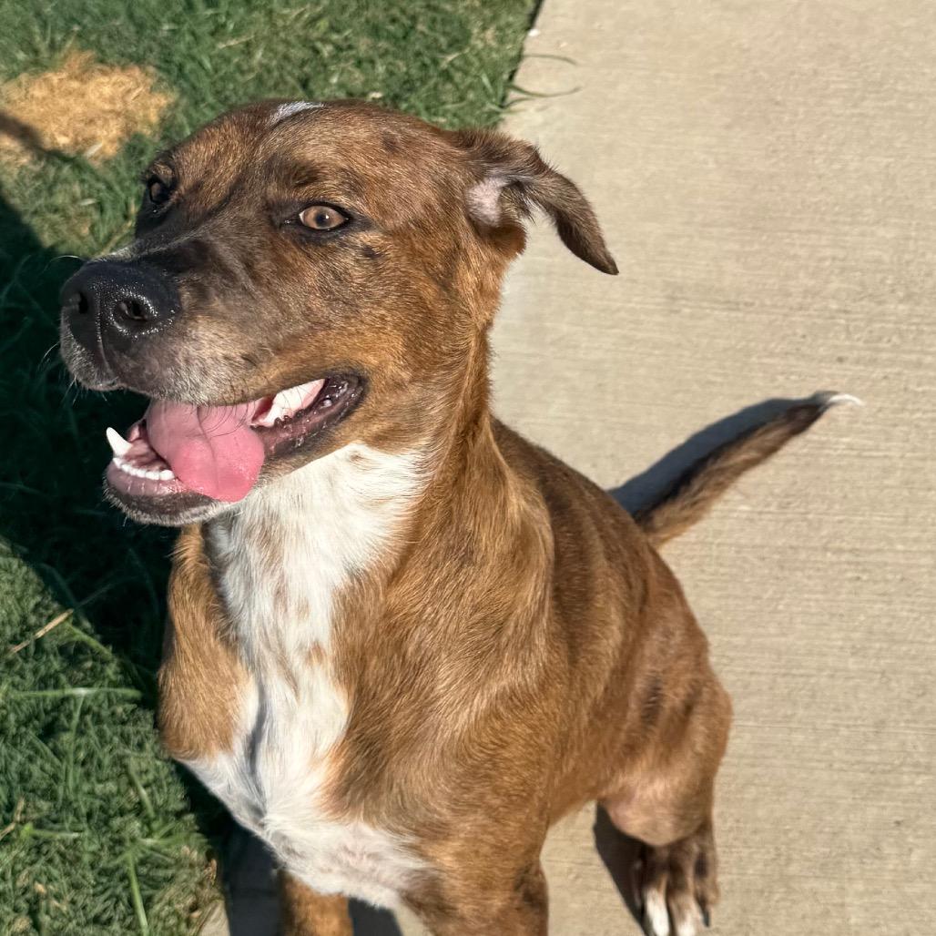 Kimber, a Adoptable mixed breed in League City, TX image 5/6