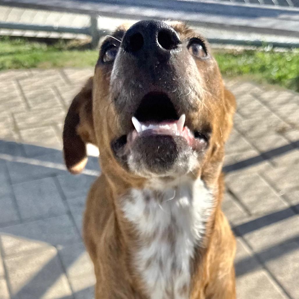 Kimber, a Adoptable mixed breed in League City, TX image 6/6