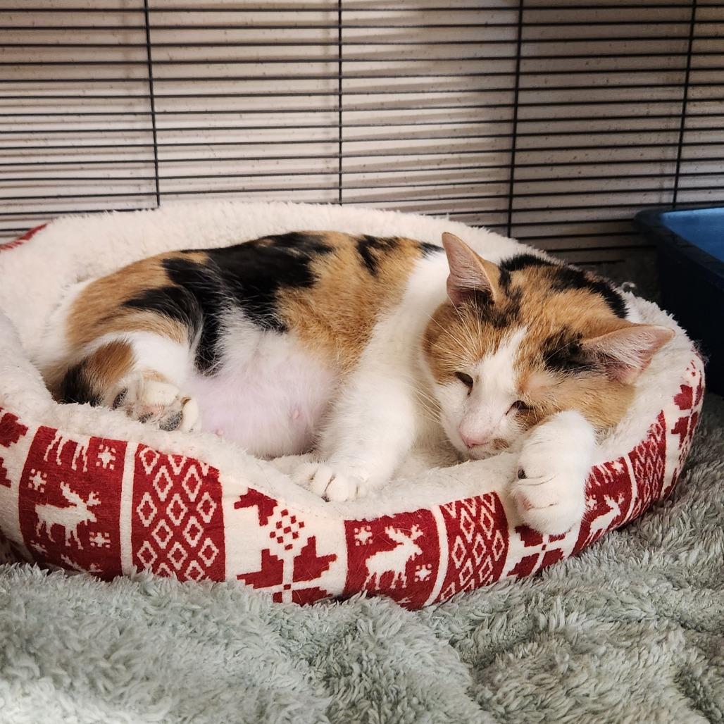 Enlarge Fiona, a Adoptable Domestic Short Hair in Delaware, OH image 1/5